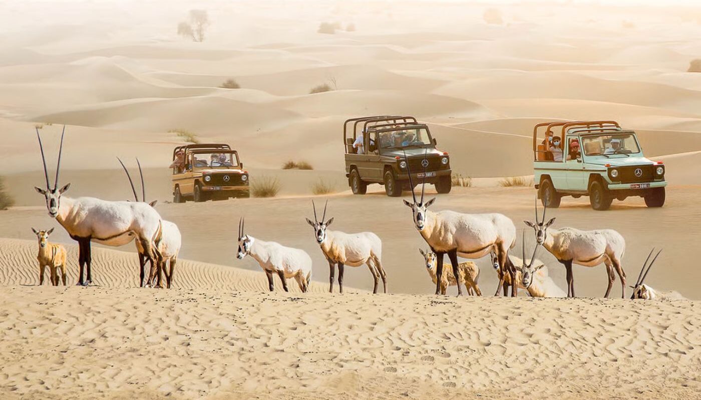 Al Marmoom Desert Attractions