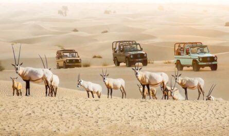 Al Marmoom Desert Attractions