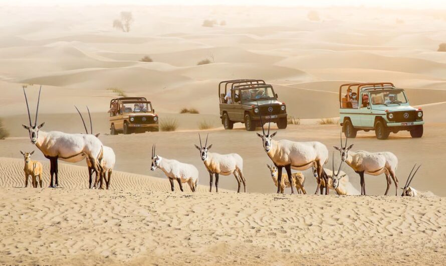 Al Marmoom Desert Attractions