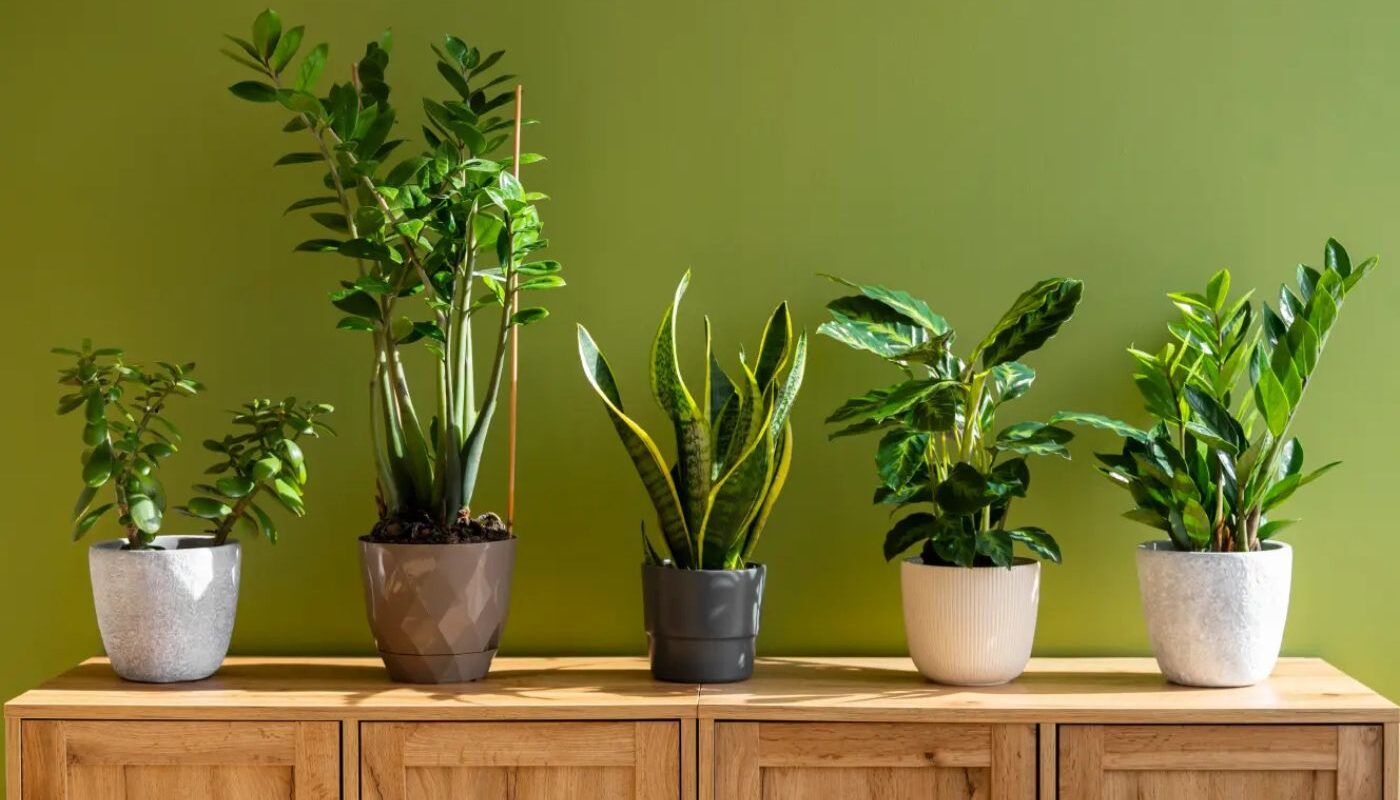 Indoor Plants