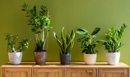 Indoor Plants
